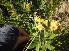 Pearsonia cajanifolia