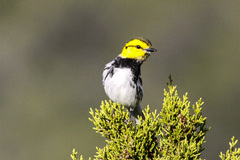 Setophaga chrysoparia