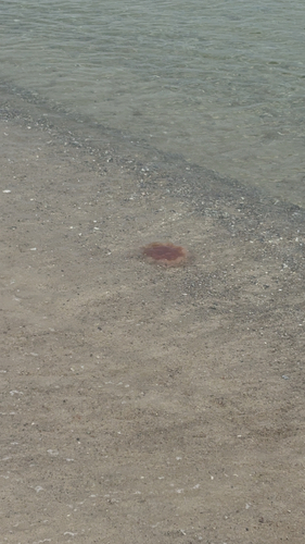 Lion's Mane Jelly