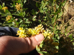Pearsonia cajanifolia