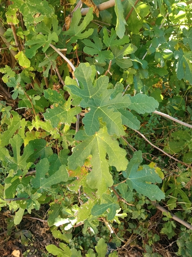 common fig