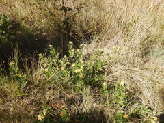 Pearsonia cajanifolia