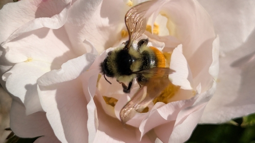 Tricolored Bumble Bee