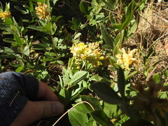 Pearsonia cajanifolia