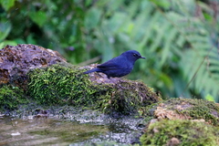 Brachypteryx cruralis