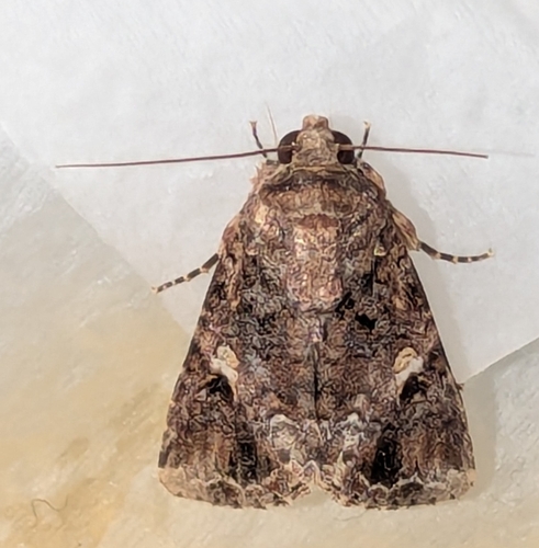 Lawn Armyworm Moth