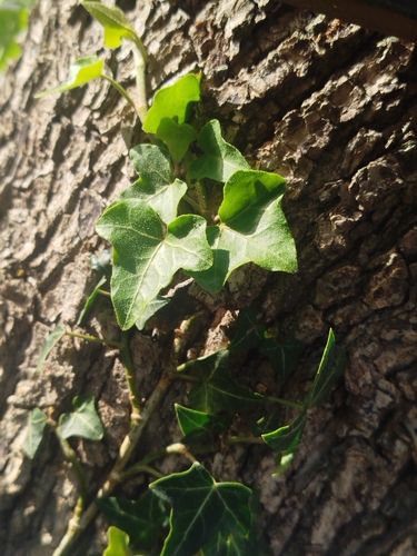 common ivy