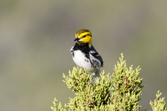 Setophaga chrysoparia