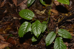 Rubus nebulosus