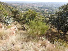 Gomphocarpus tomentosus tomentosus