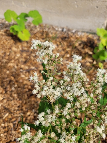 Long-tailed Aphideater Complex