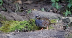 Arborophila rufogularis