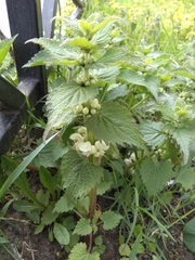 Lamium album