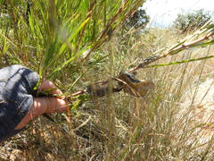 Gomphocarpus tomentosus tomentosus