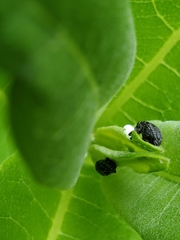 Rhyssomatus lineaticollis