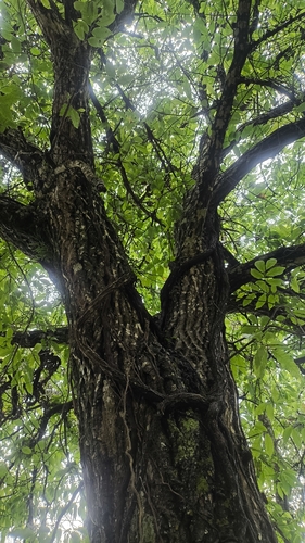 Sweet Chestnut