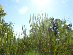 Gomphocarpus tomentosus tomentosus