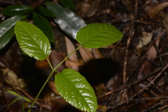 Rubus nebulosus