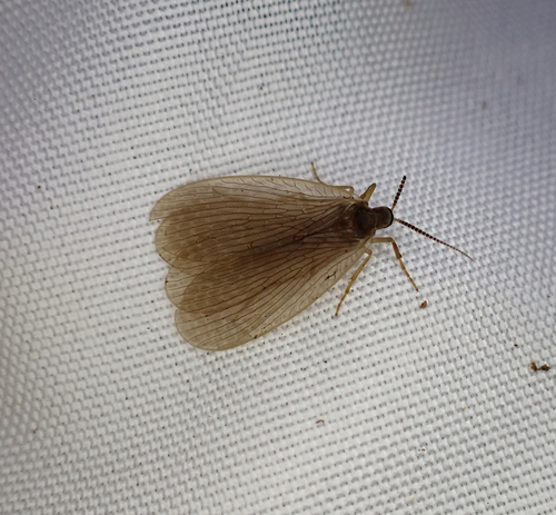 Forcepfly photo 3