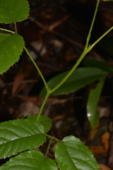 Rubus nebulosus