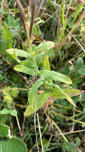 Great Willowherb