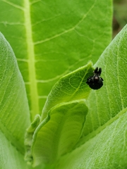 Rhyssomatus lineaticollis