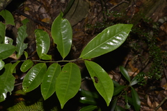 Eupomatia laurina
