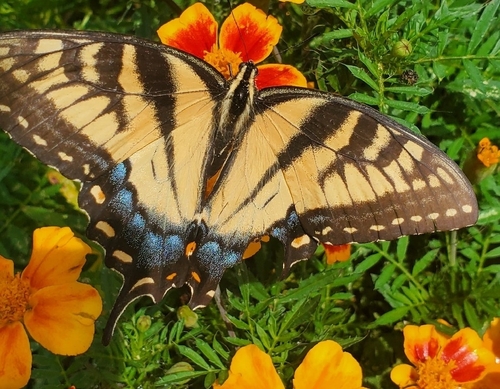 Eastern Tiger Swallowtail