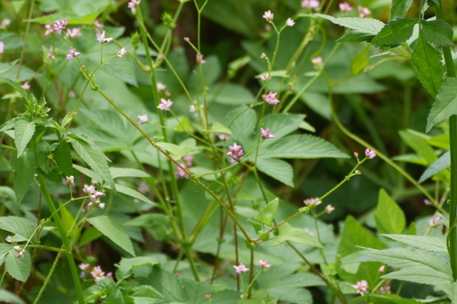 Persicaria senticosa, photograph 5