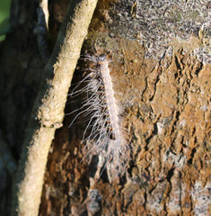 Thaumetopoea processionea