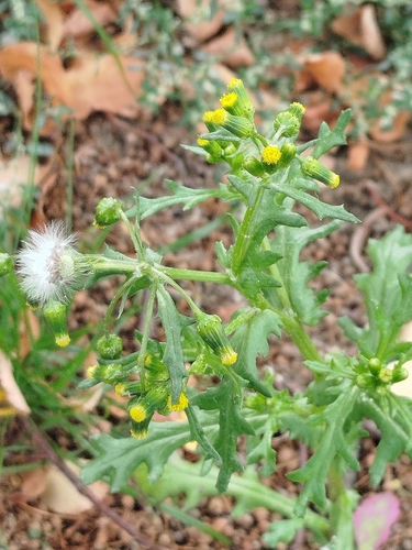 common groundsel