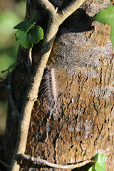 Thaumetopoea processionea