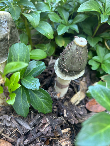 Ravenel's stinkhorn