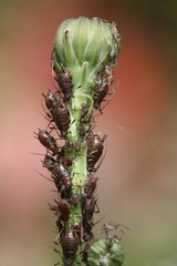 Uroleucon hypochoeridis