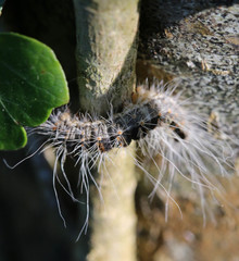 Thaumetopoea processionea