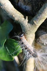 Thaumetopoea processionea