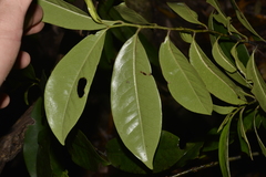 Eupomatia laurina