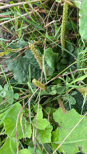 greater plantain