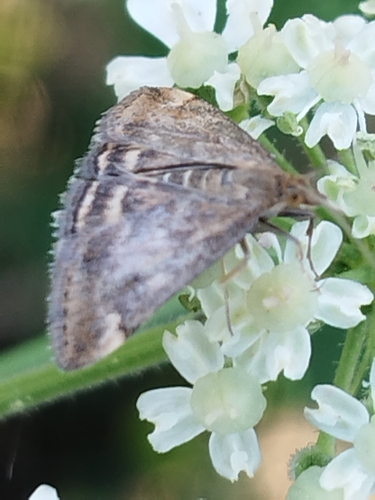 Straw-barred Pearl