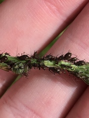 Uroleucon hypochoeridis