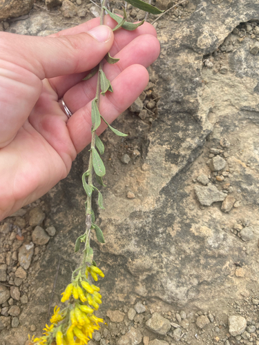 field goldenrod