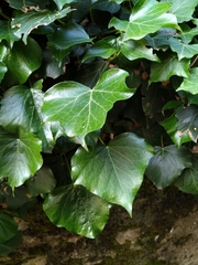 Hedera helix
