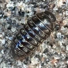 Armadillidium vulgare