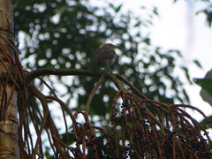 Turdus maculirostris