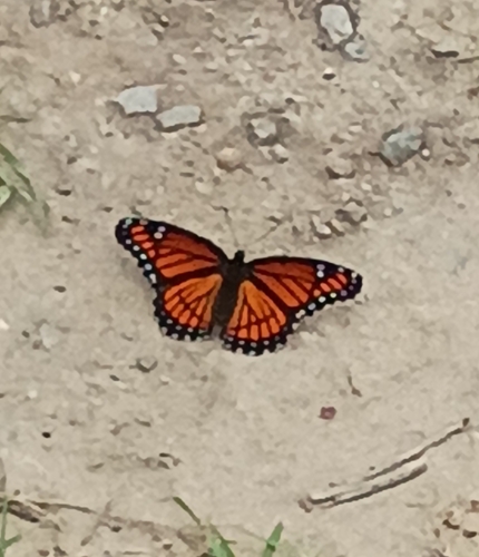 Viceroy