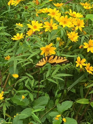 Eastern Tiger Swallowtail
