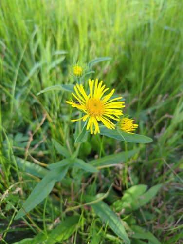 Pentanema hirtum