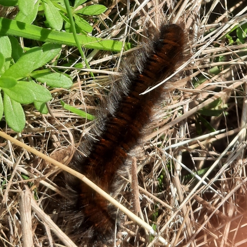 Fox Moth