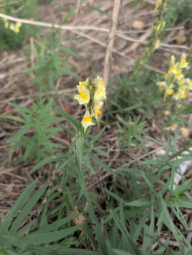common toadflax
