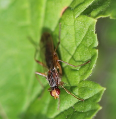 Norellia